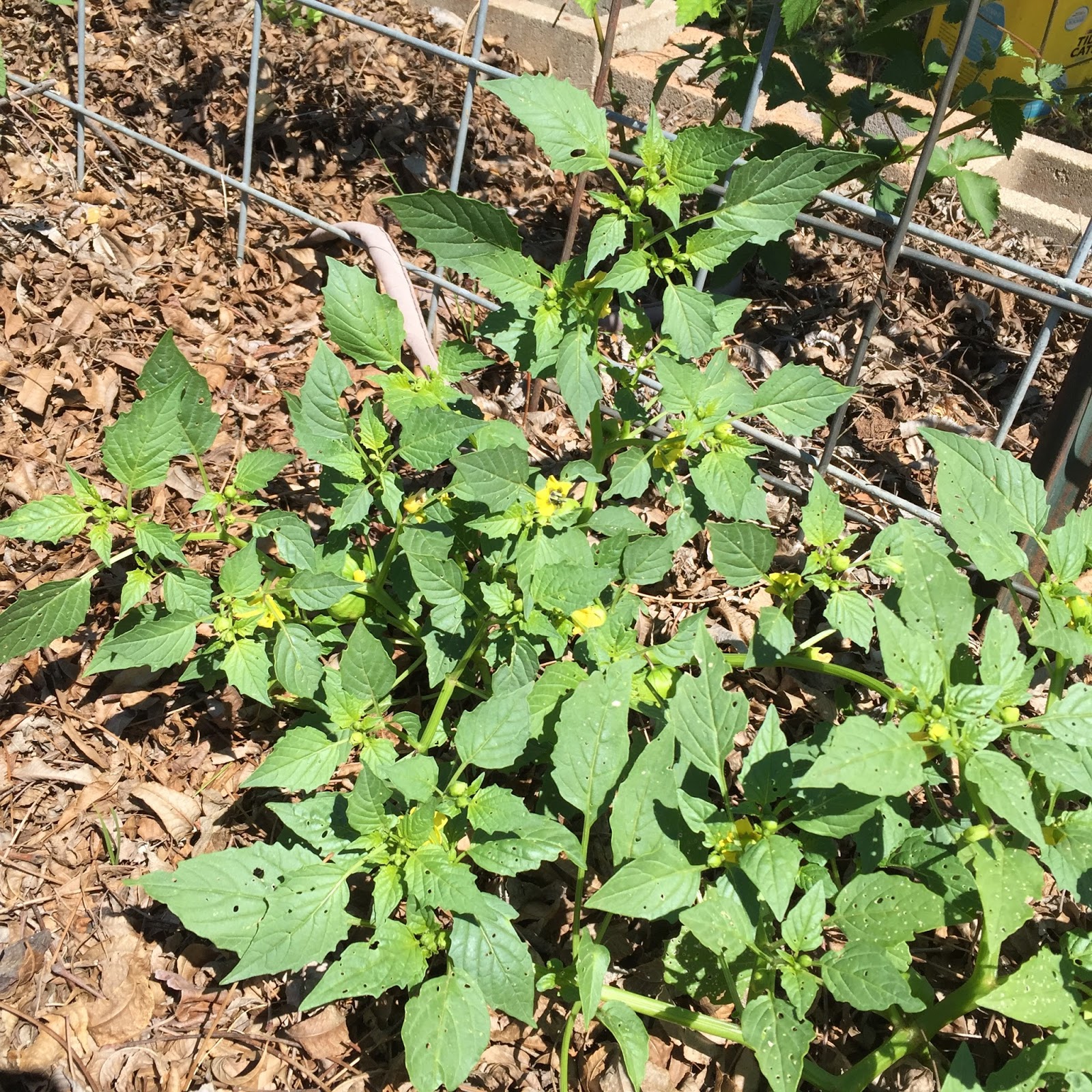 Windy Acres Diary Tomatillos with Salsa Recipe