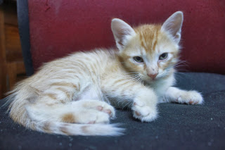 aaahfooey: November 2013