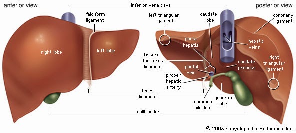 BONE AND MUSCLE ANATOMY ---MNEMONICS: LIVER ANATOMY---MNEMONICS