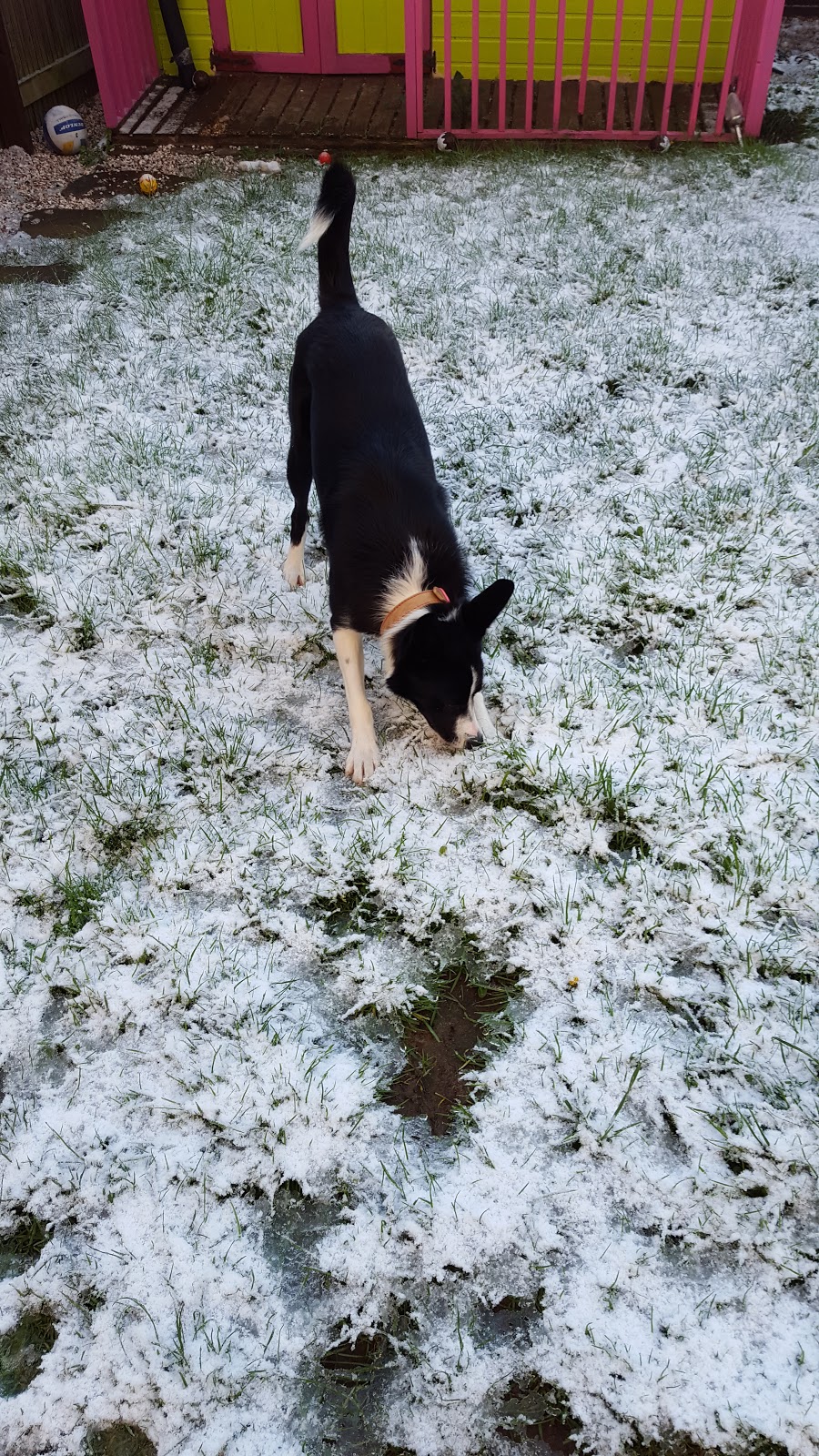 Mollie And The Snow