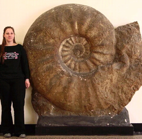 古代の貝アンモナイト！最大の化石は直径2mもある？？【n】|ミライノシテン