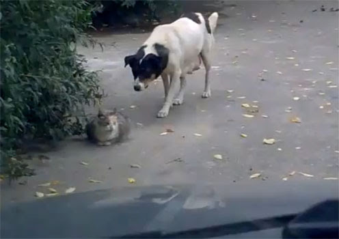 Video : 忍び寄るイヌと不意打ちに猛反撃するネコ ! !