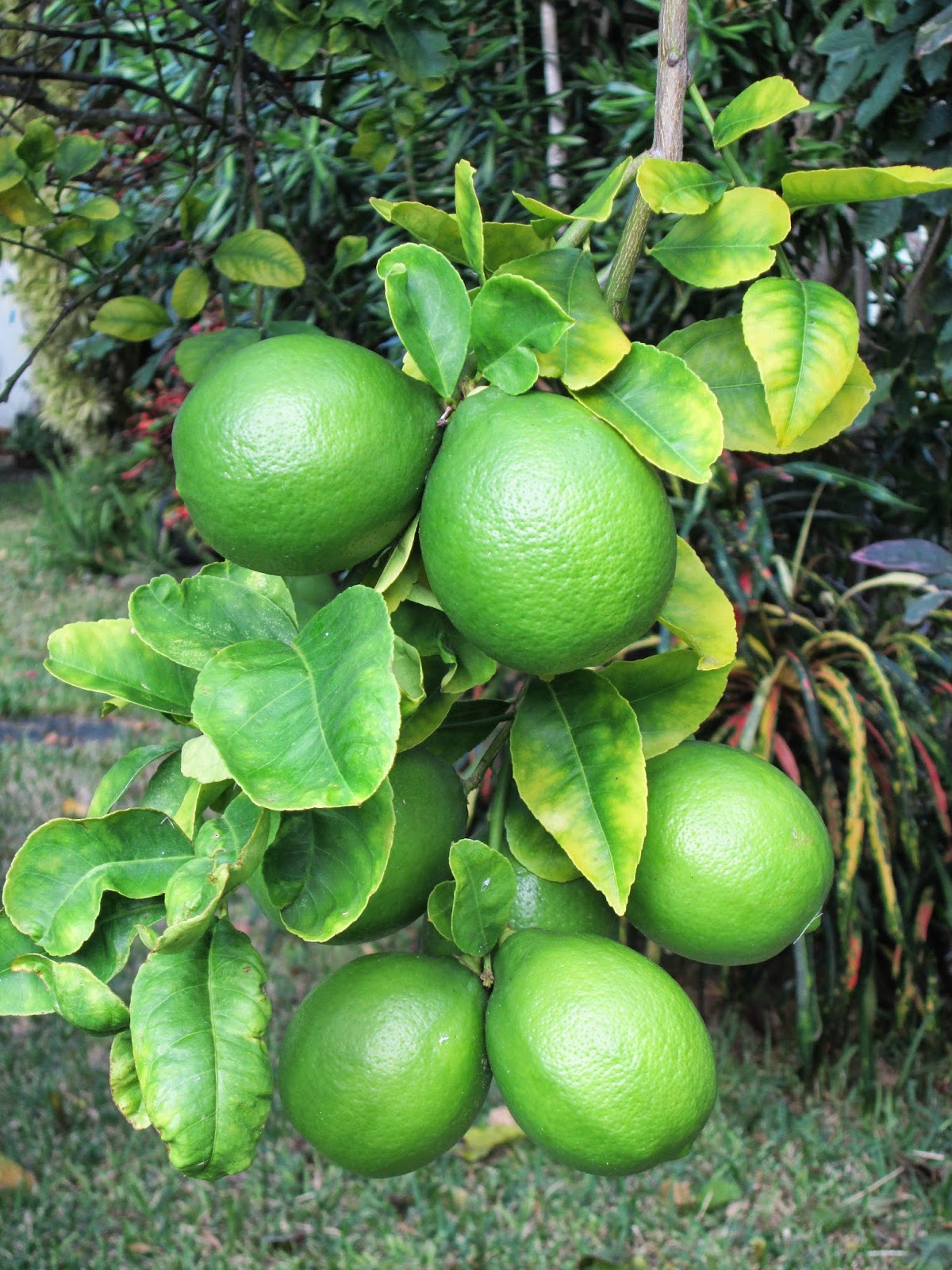 Garden Notes from Hawaii A TALE OF TWO LEMON TREES (Citrus x meyeri