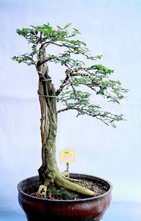 KEUNIKAN  TANAMAN JERUK KINGKIT BAHAN BONSAI 