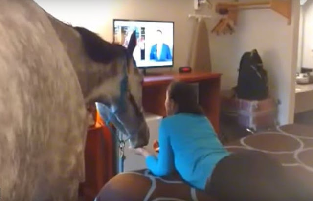 داخل الفندق  سيدة تستمتع مع حصانها بمشاهدة التلفاز