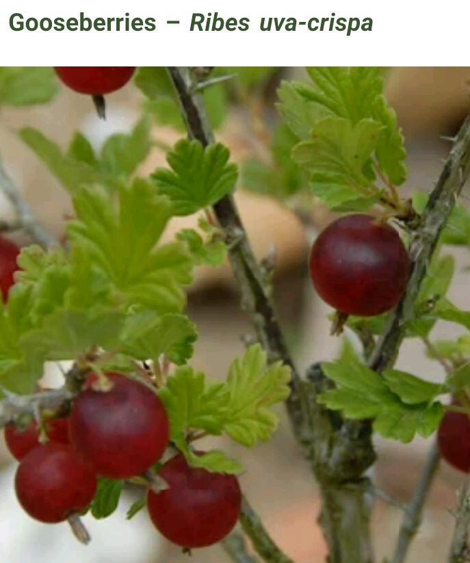 Gambar Buah Hutan Yang Bisa Dimakan Gambar Buah Hutan Yang Bisa Dimakan