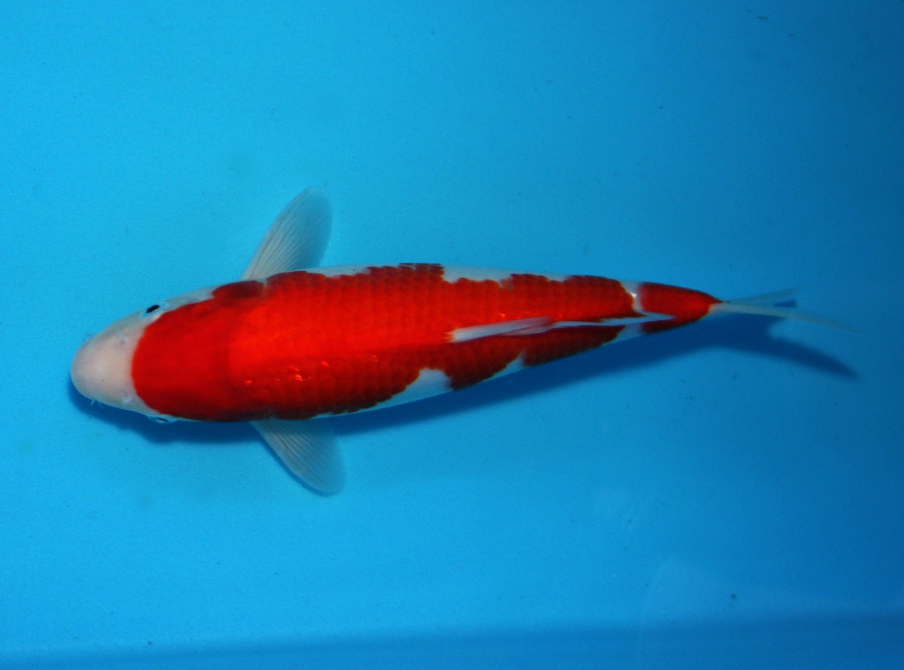 IKAN HIAS AIR TAWAR TROPICAL FISH Kohaku Koi jpg (1266x939)