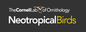 The Cornell Lab of Ornithology - Neotropical Birds