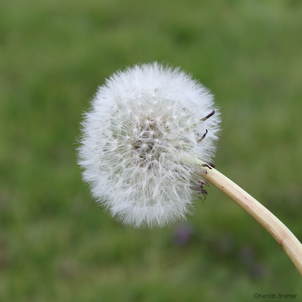 Kerstin bremer Kerstin bremer