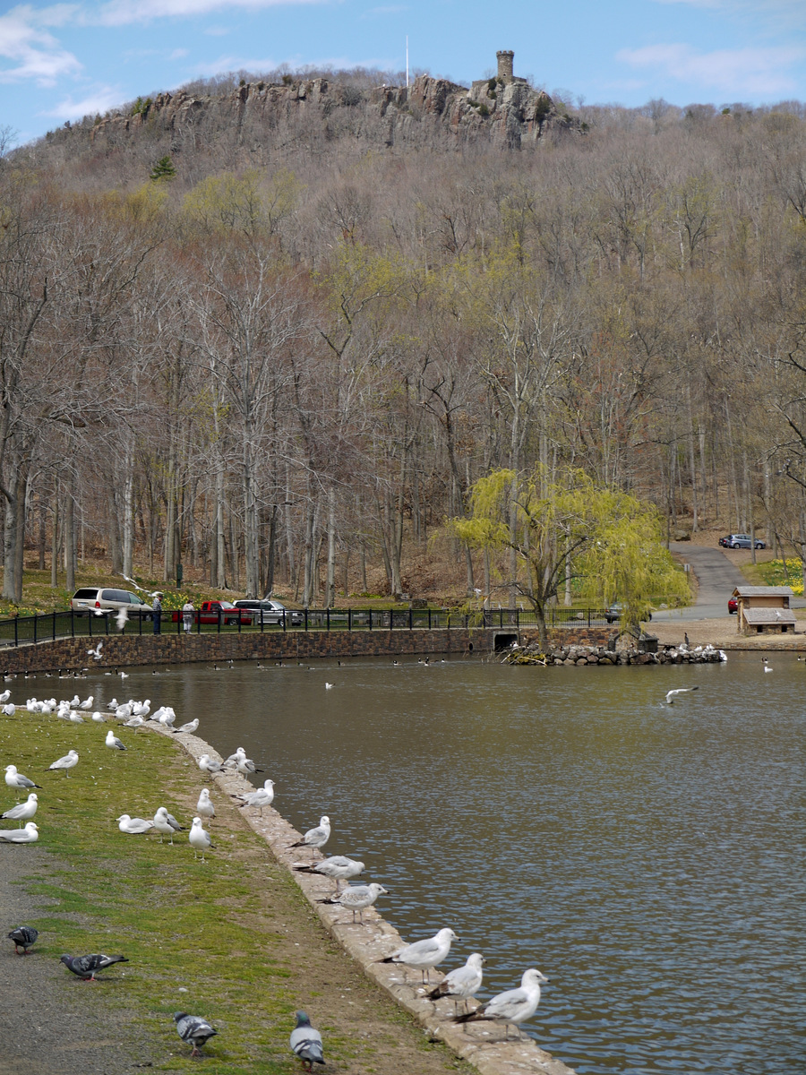 Along the NETCohos Daffodils at Hubbard Park, Meriden