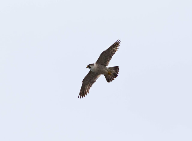 Barbary Falcon - Charco Verde, Tenerife Barbary Falcon - Charco Verde, Tenerife