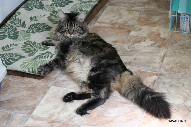 Cavallino 猫 ねこ ネコ 押しかけ女房再び ジェードとえにょの場合