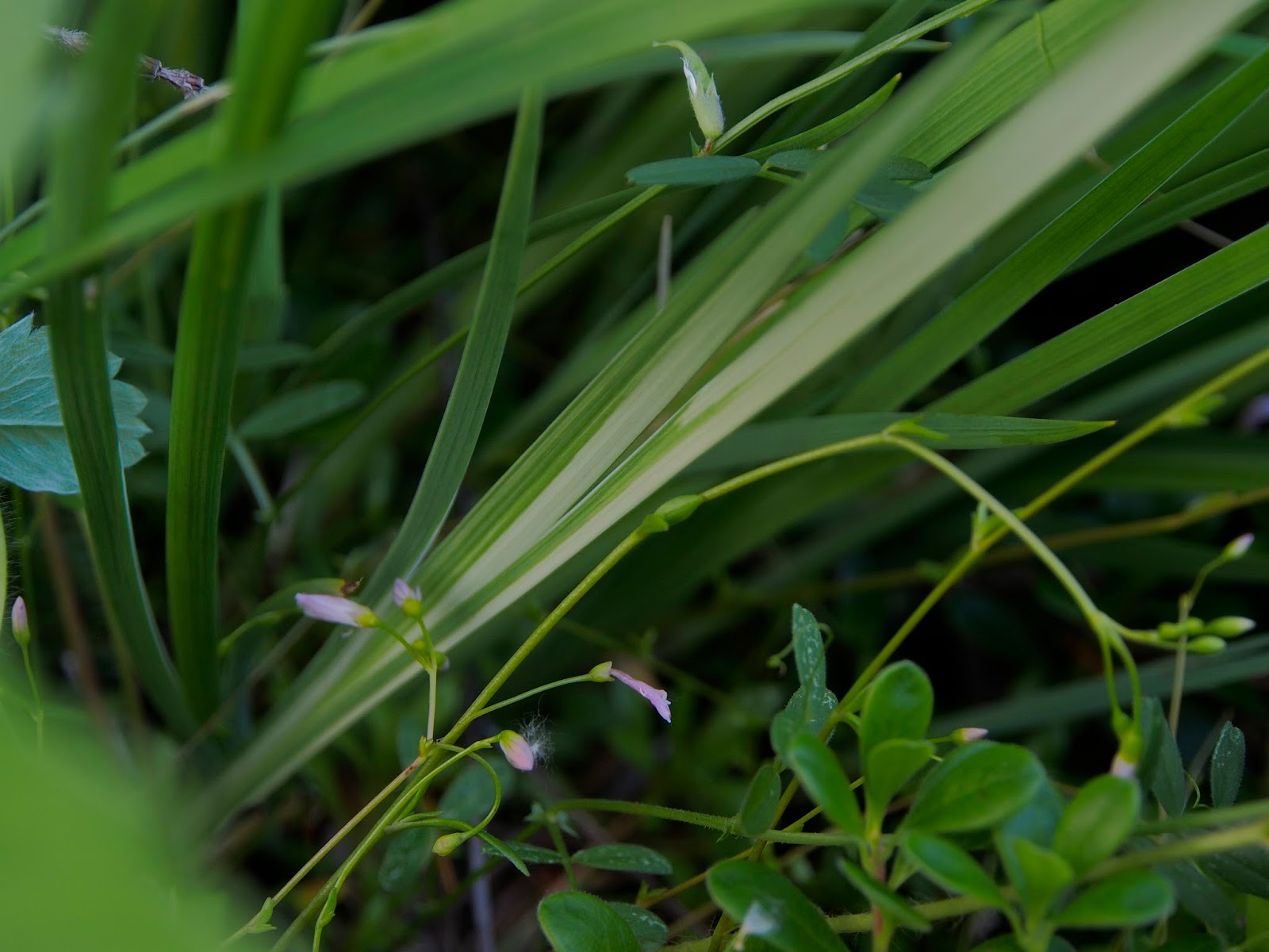 Native Plant Highlights