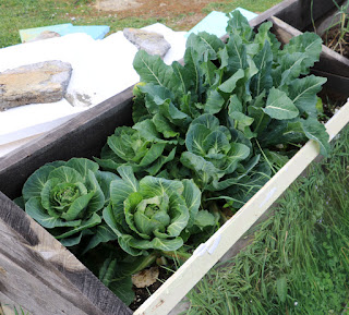 So much green in this raised bed So much green in this raised bed