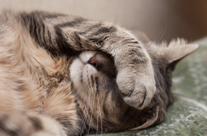 What Cat Owners Must Know: 4 Most Common Health Issues in a Cat What Cat Owners Must Know: 4 Most Common Health Issues in a Cat