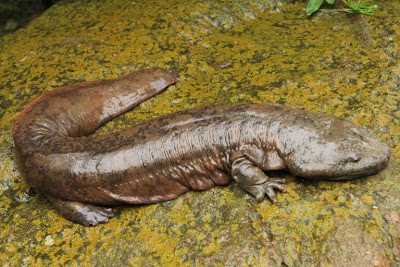 salamandra Andrias davidianus