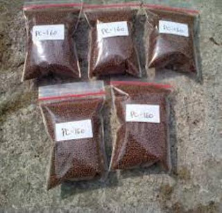 Gambar Pelet Ikan Cupang Gambar Pelet Ikan Cupang