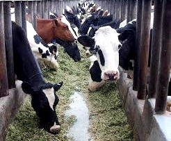 Vacas Foto de vacas encerradas en el establo
