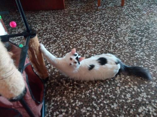 rascador-gatos-evita-arañar-muebles-ayuda-calmar-estres
