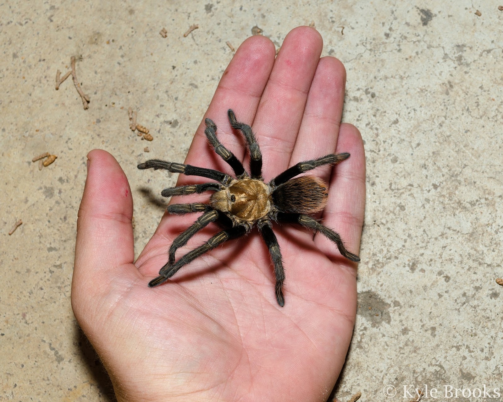 Holding a tarantula