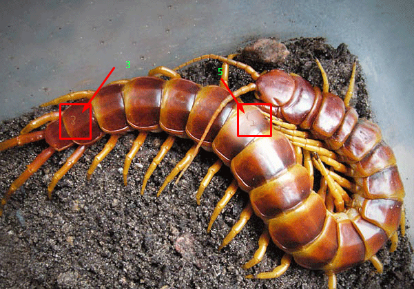 Kode Alam Kode Alam Togel Kode Alam Binatang Kode Alam Kelabang