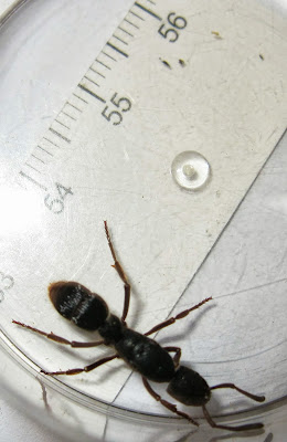 Pachycondyla tridentata ant queen