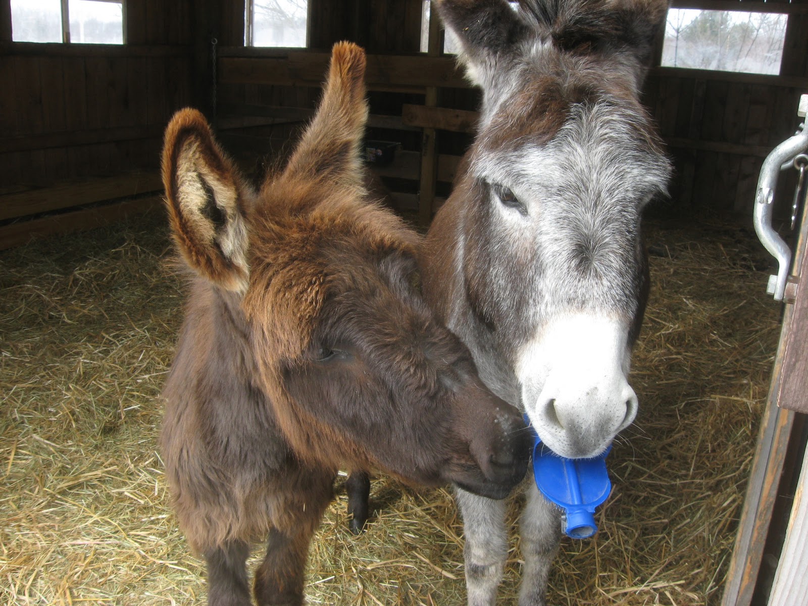 The Dancing Donkey Proper Grooming Part 2 Professional Help
