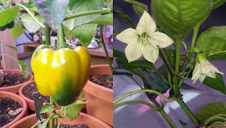 At left a bell pepper hanging on the plant, ripening yellow. At right a couple large white pepper flowers.