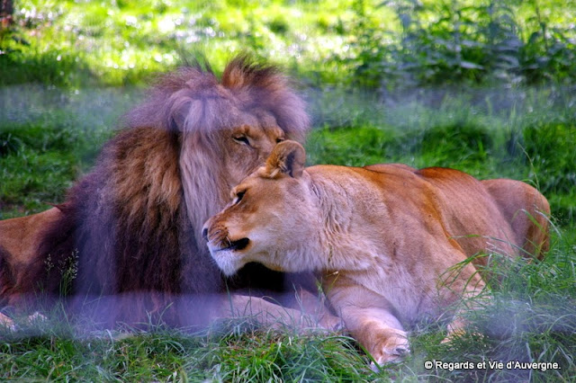 Parc animalier d'Auvergne