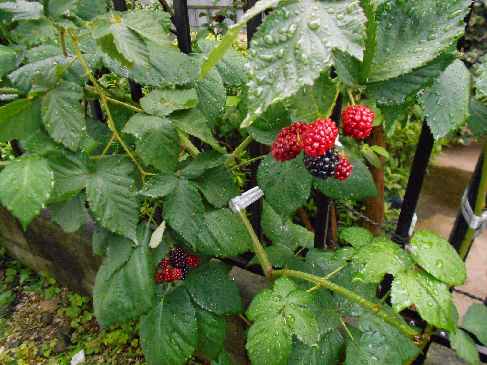 四季成り果樹園芸 ジャンボブラックベリー Jumbo Blackberry