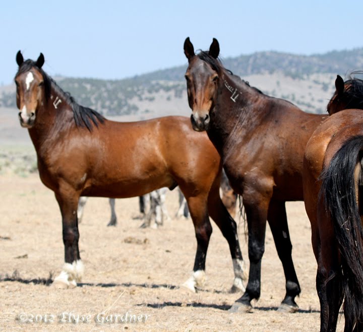 Humane Observer Elyse Gardner (UPDATED MAY 2013 YES, DREAMCATCHER IS