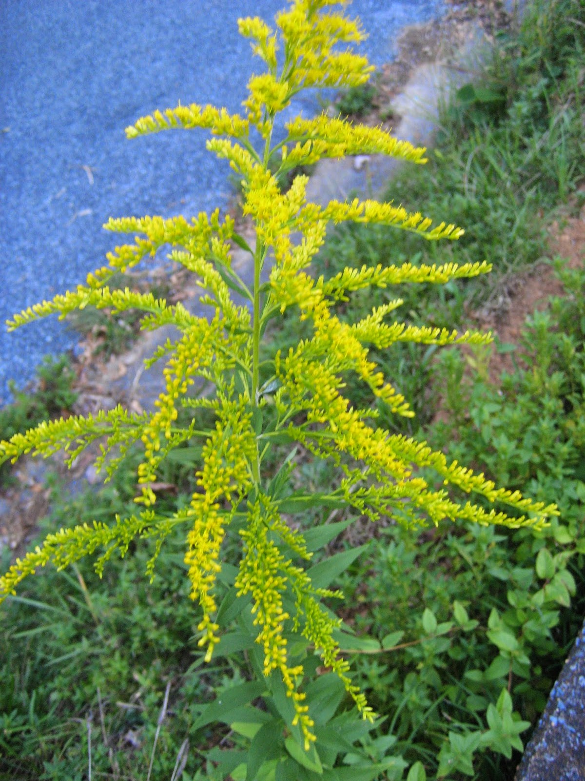 Discovering His Creation: Canada Goldenrod (Solidago canadensis), Tall