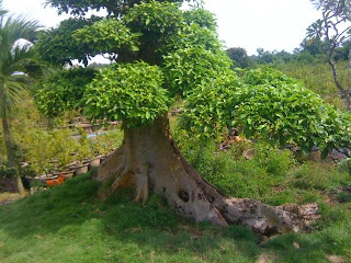 Trồng và chăm sóc cây sung đúng cách