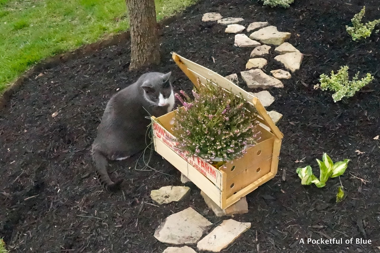 Free "Bonnie Plant Farm" Crate