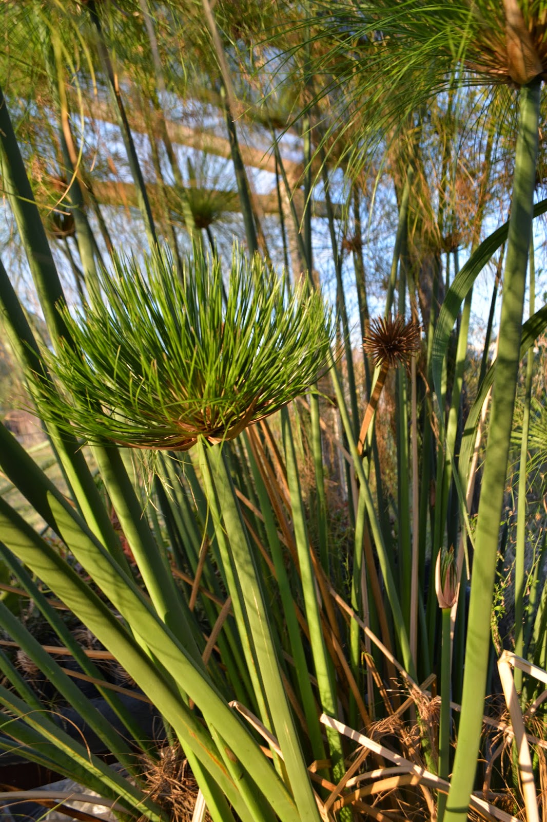 Papiros y Equisetum, cola de caballo.