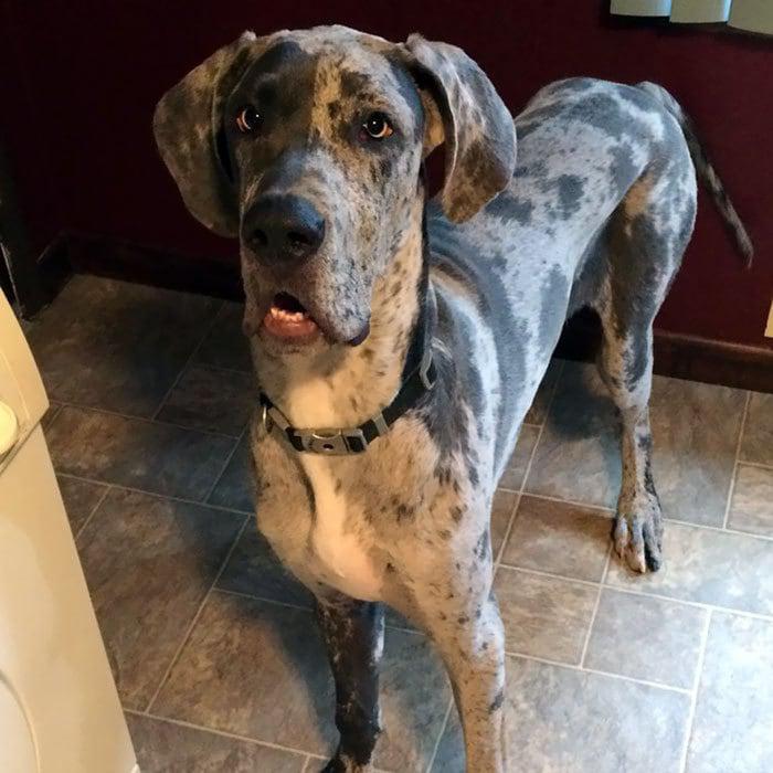 10. My Great Dane puppy makes this expression of the muzzle every time I take carrots from the fridge