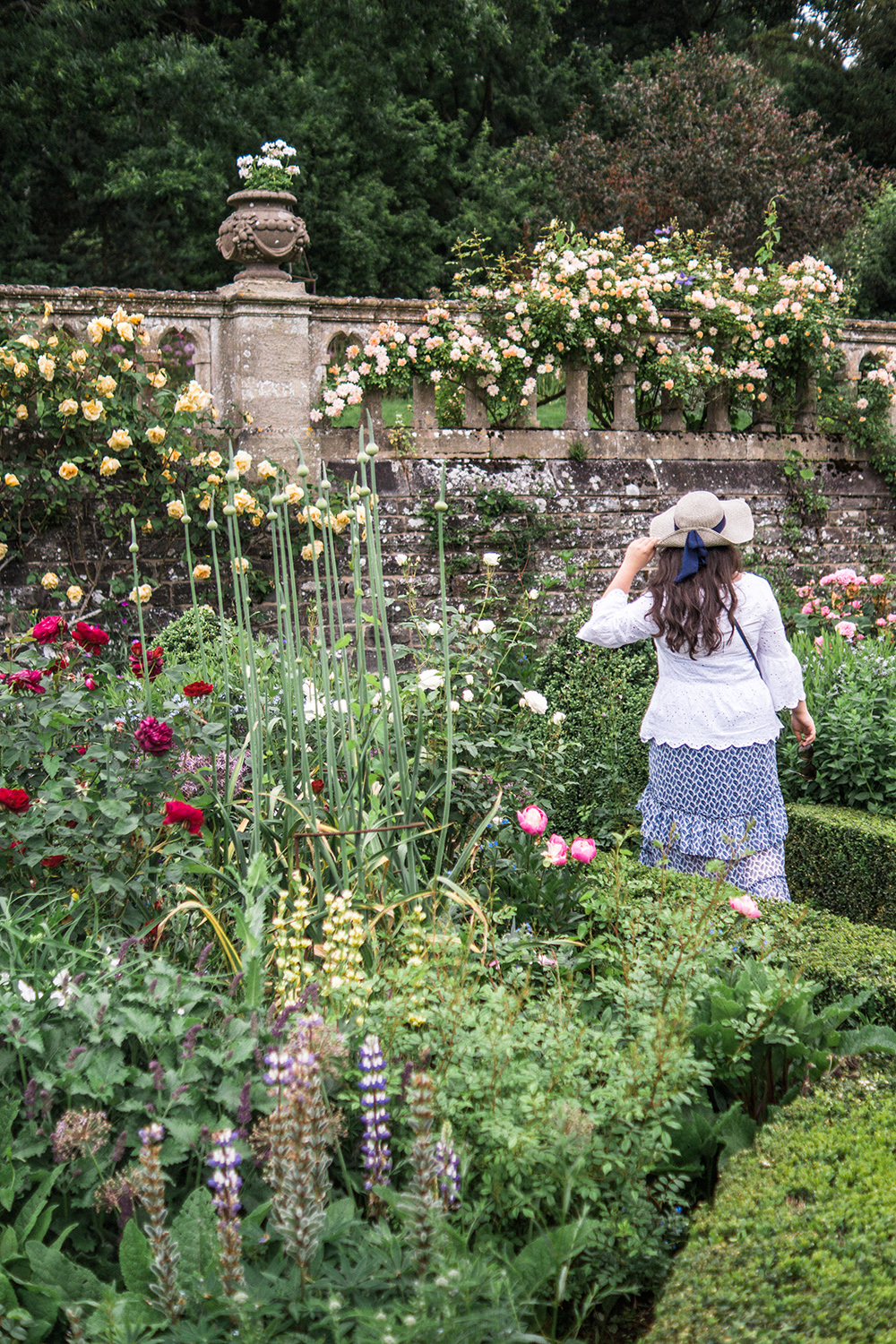 Why Are The Leaves On My Boxwood Brown