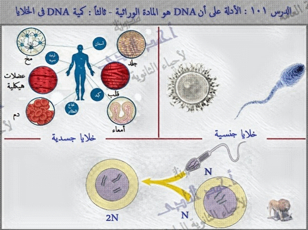 الحمض النووى ديؤكسى ريبوز - الأدلة على أن DNA هو المادة الوراثية - كمية  الحمض النووى فى الخلايا الجسدية والجنسية