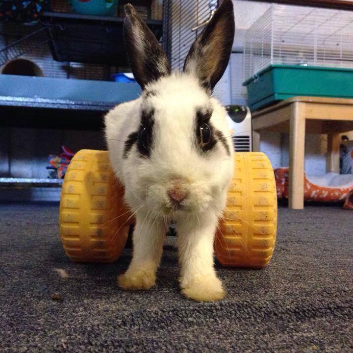 Diapers for Rabbits?