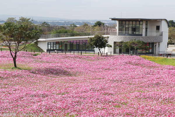 台中后里景點|后里花田綠廊|環保公園|1.2公頃繽紛花海|棒棒糖花海 台中后里景點|后里花田綠廊|環保公園|1.2公頃繽紛花海|棒棒糖花海