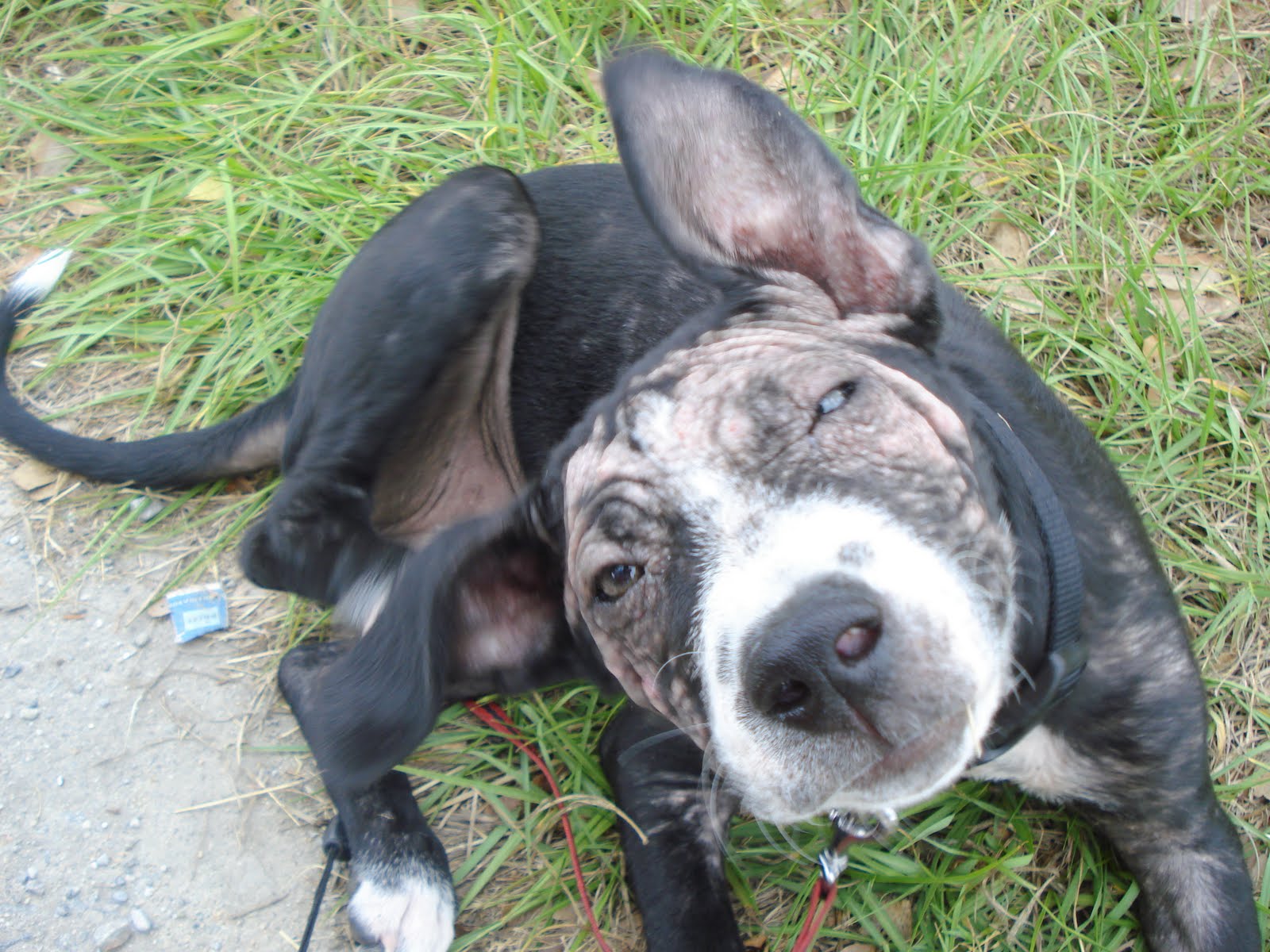 Does My Dog Have Demodectic Mange? | PetHelpful