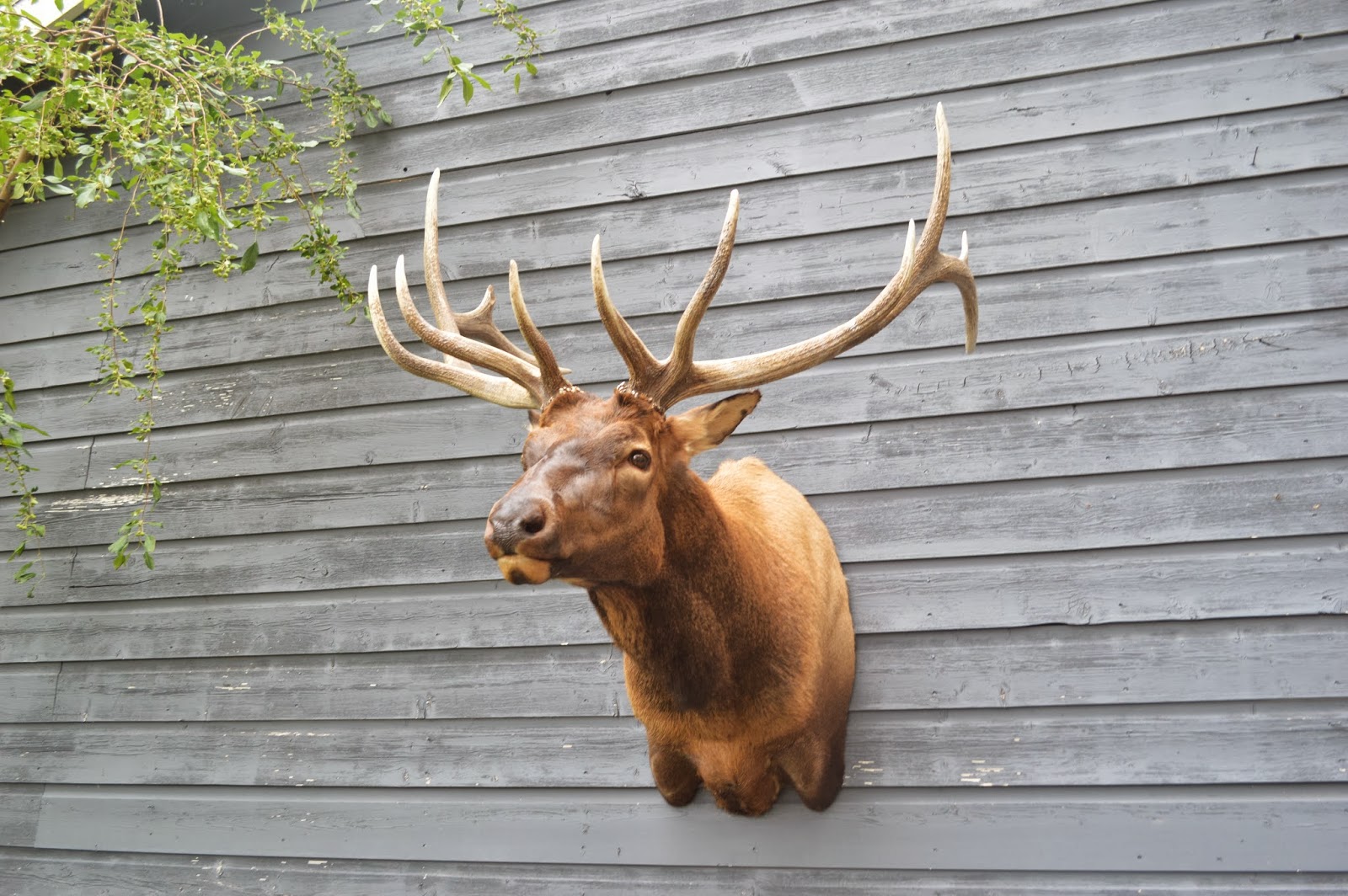 Pearce Taxidermy Custom Big Game Taxidermy Specialist Elk