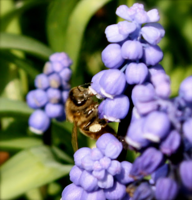 honey bee on grape hyacinth