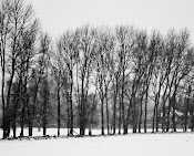 Skeletal Winter Trees