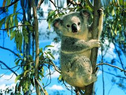 Koala Fitness Nutrition Program