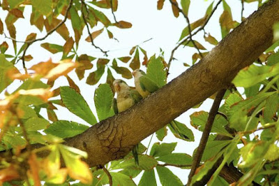 Zafarrancho of battle against the intrusion of the Argentine parrots Zafarrancho of battle against the intrusion of the Argentine parrots