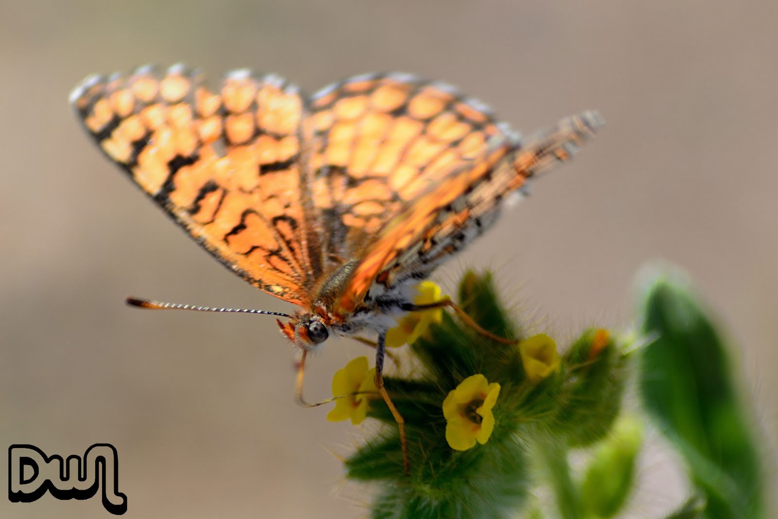 DWN13: Spring Bugs