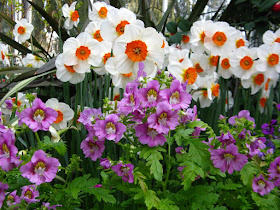 Allan Gardens Conservatory Spring Flower Show 2012  purple Schizanthus white daffodils by garden muses: a Toronto gardening blog 