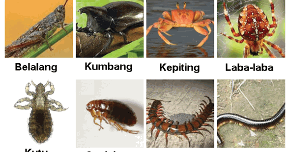 Gambar Arthropoda