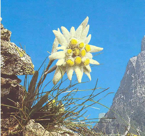 A Chuisle Mo Cro Edelweiss escr beme Historia De La Peque a a-chuisle-mo-cro-edelweiss-escr-beme-historia-de-la-peque-a